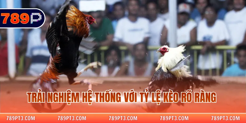 Trải nghiệm hệ thống với tỷ lệ kèo rõ ràng